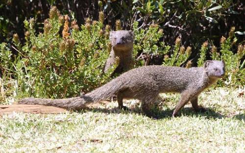 dva-yuzhnoafrikanskih-mangusta