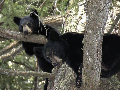 dva-chernyh-medvedya-na-dereve