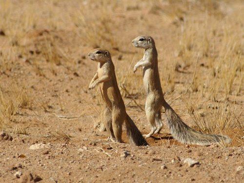 две капские белки стоят на задних лапах