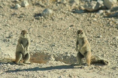 две капские белки в пустыне