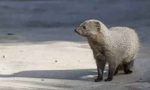 foto-yuzhnoafrikanskij-mangust