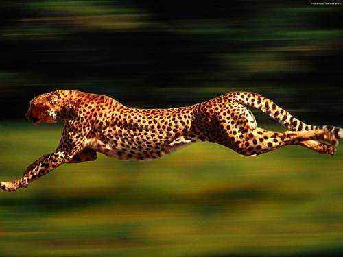 gepard-v-pryzhke