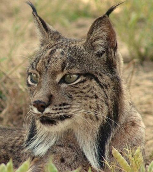 golova-pirenejskoj-rysi