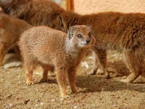 група желтых мангустов