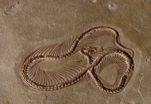 iskopaemye-ostanki-epodofis