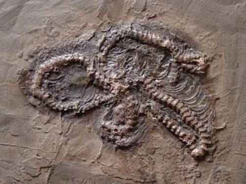 ископаемые останки гигантофис