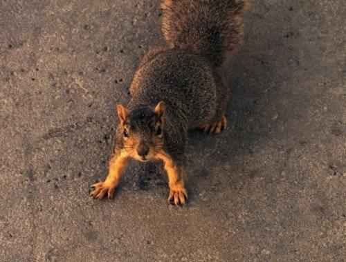 капская земляная белка