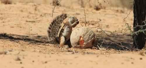 капская земляная белка ест