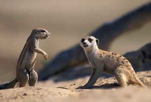 капская земляная белка и сурикат