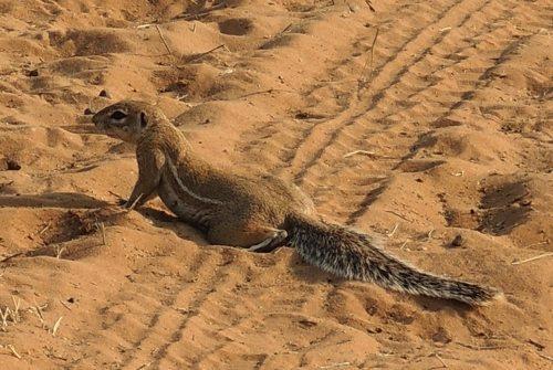 капская земляная белка в песке