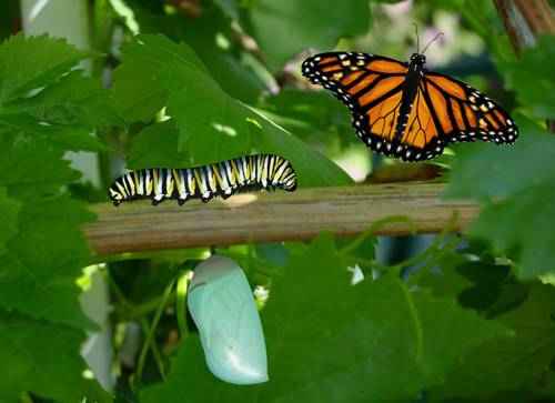 kokon-gusenitsa-babochka