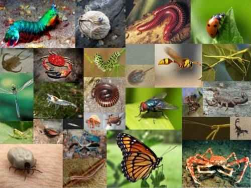 kollazh-foto-chlenistonogie