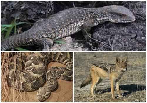 коллаж фото хищников