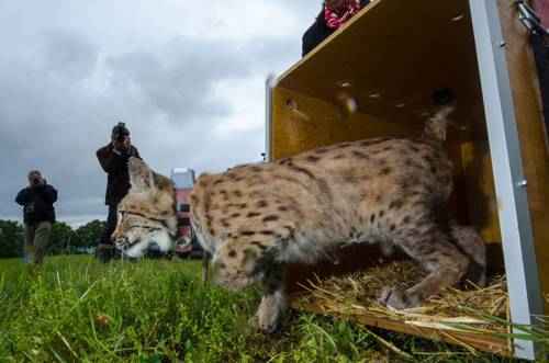 kotenok-obyknovennoj-rysi-otpuskayut-na-volyu