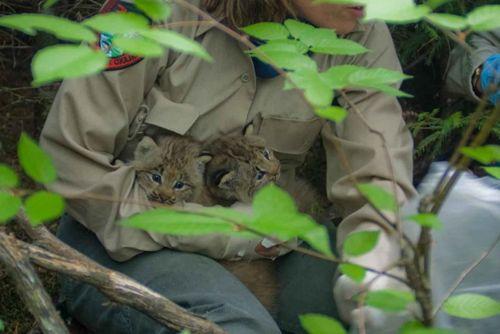 kotyata-kanadskoj-rysi-na-rukah-u-renzhera