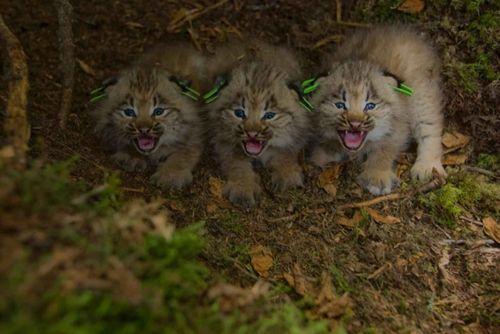 kotyata-kanadskoj-rysi