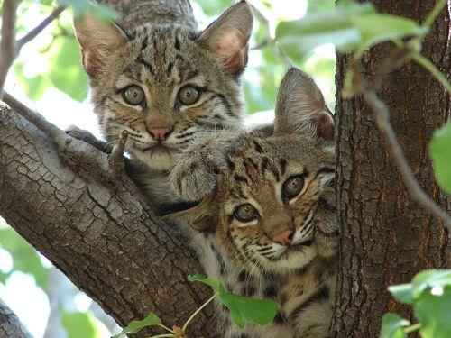 kotyata-ryzhej-ili-krasnoj-rysi