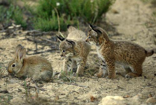 koyata-pirenejskoj-rysi