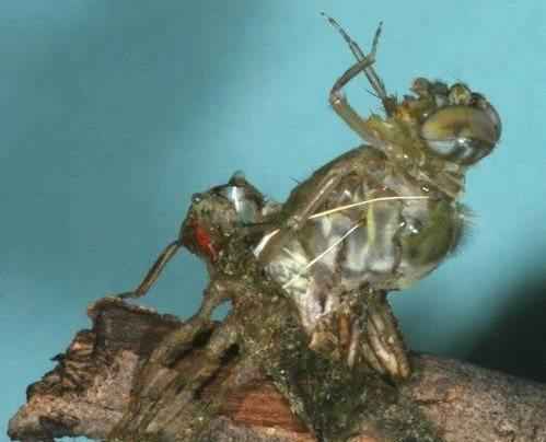 linka-chlenistonogih