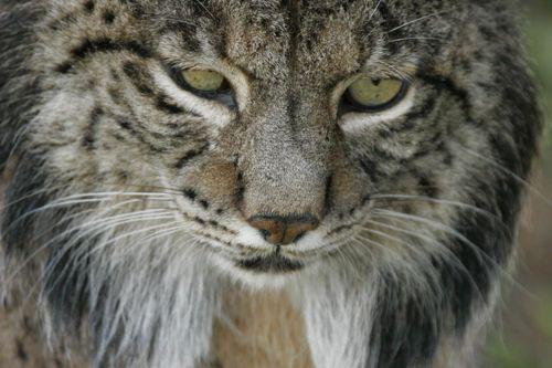 morda-pirenejskoj-rysi