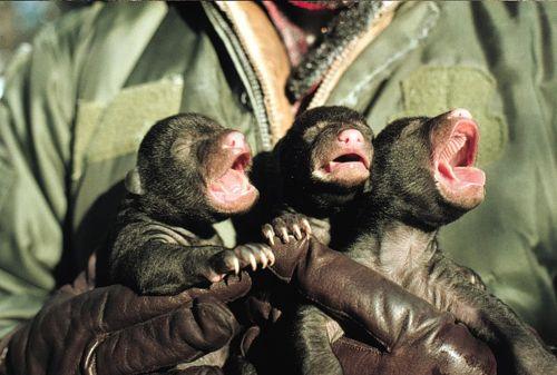 novorozhdenye-baribaly-v-rukah-cheloveka