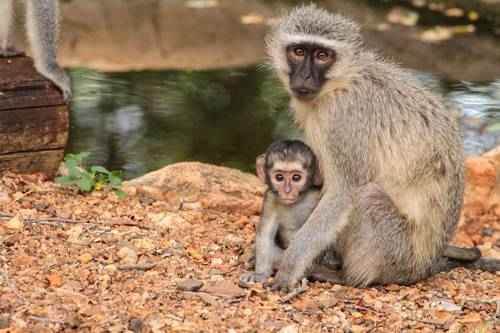 obezyanka-s-detenyshem