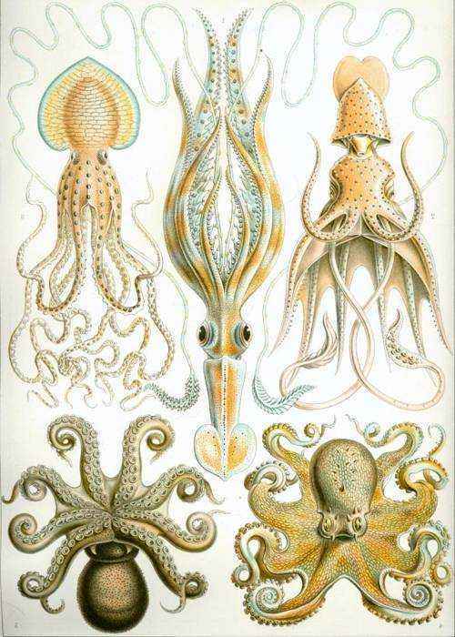osminogi-ili-sprutovye
