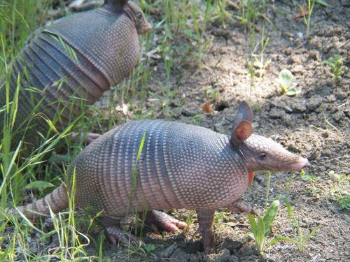 пара Девятипоясных броненосцев