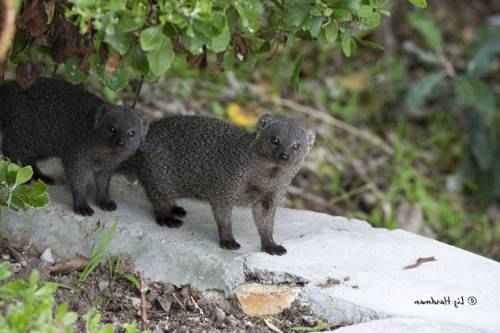 para-yuzhnoafrikanskih-mangustov