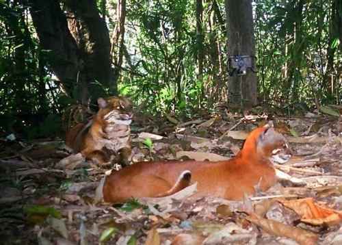 para-aziatskih-zolotyh-koshek