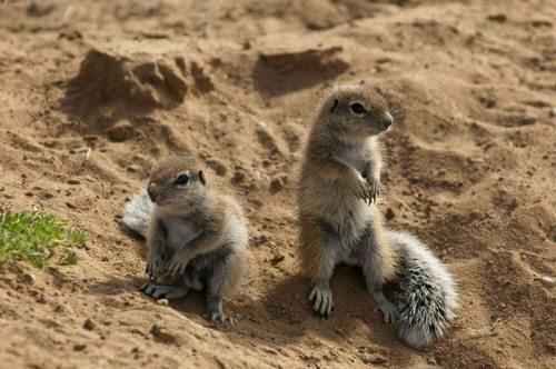 пара капских земляных белок на песке
