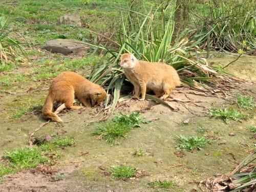 пара лисицевидных мангустов