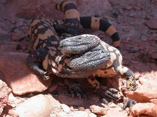 пара ящериц аризонского ядозуба, или жилатье