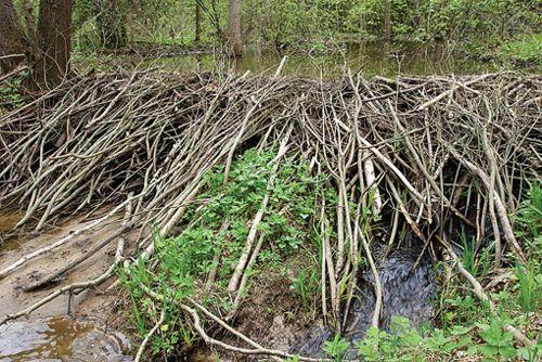 plotina-obyknovennogo-bobra