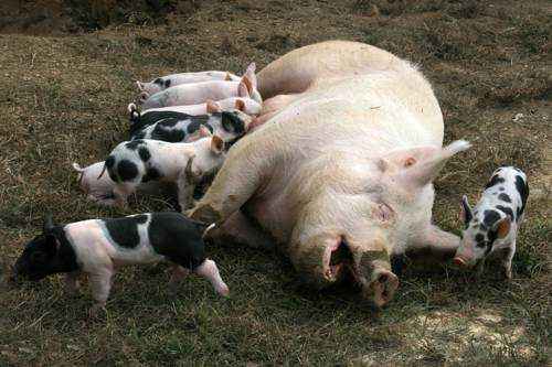 porosyata-kormyatsya-molokom-materi