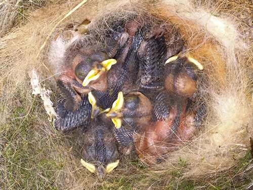 птенцы острохохлатой синицы