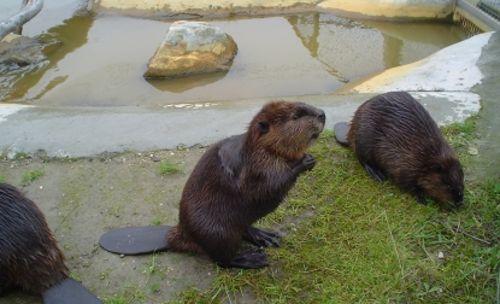 rechnye-bobry