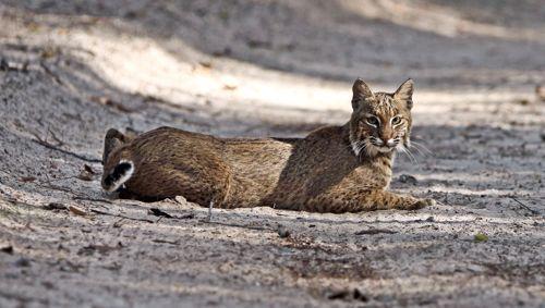 ryzhaya-rys-lezhit-na-dorogi