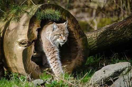 ryzhaya-rys-v-brevne