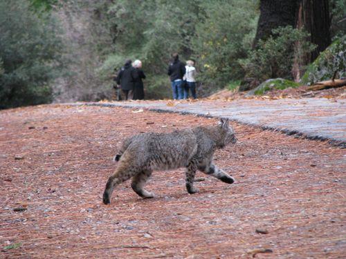 ryzhaya-rys-v-parke-sredi-lyudej
