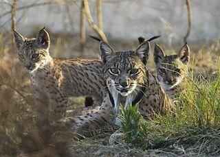 samka-pirenejskoj-rysi-s-kotyatami