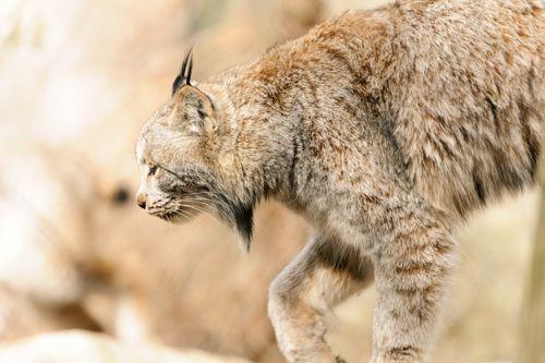 severoamerikanskaya-rys-vid-sboku