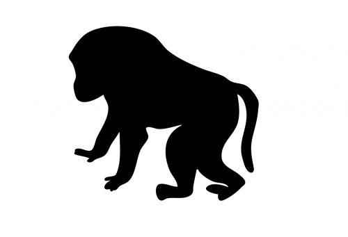 Приматы - интересные факты о родственном для человека отряде животных