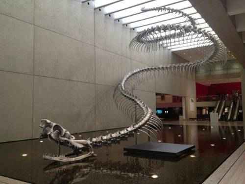 скелет змеи титанобоа