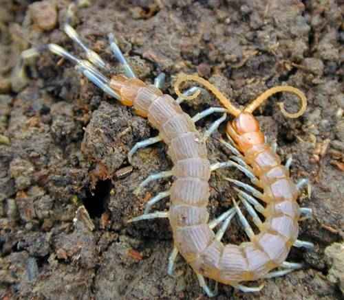 skolopendra