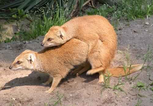 спаривание жёлтых мангустов