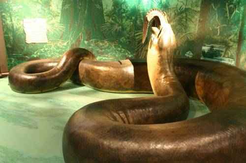 титанобоа захватила жертву