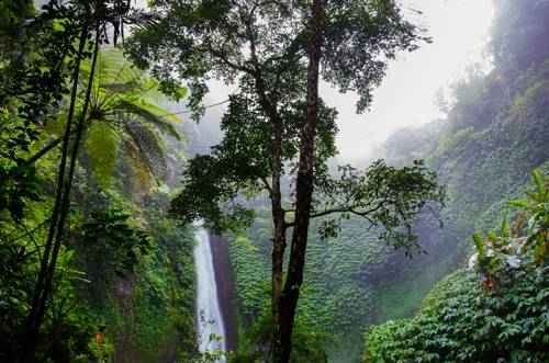 Экосистема леса - характеристика, структура и типы