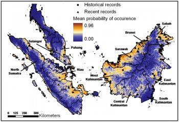 areal-obitanija-sumatranskoj-koshki