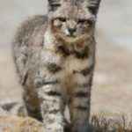 andskaya-koshka-vid-speredi